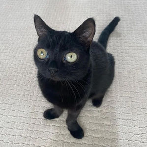 Meet your Posher, Kark